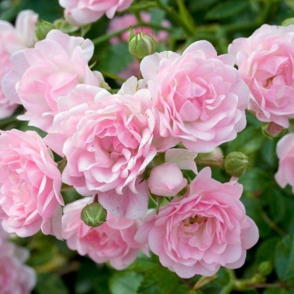 Роза полиантовая "The Fairy"