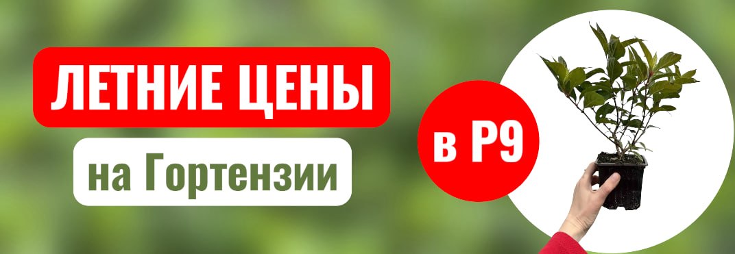 Лучшие цены на Гортензии Р9