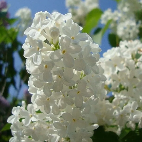 Сирень обыкновенная "Маленький принц"