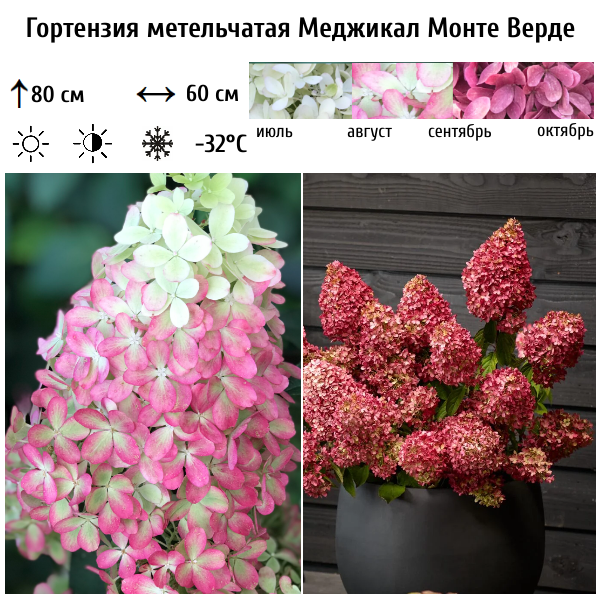 Основное изображение товара