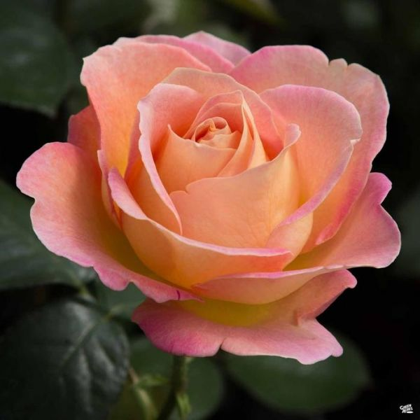 Роза чайно-гибридная "Elle"