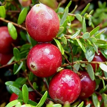 Клюква крупноплодная "Стивенс" 