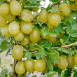 Крыжовник 
