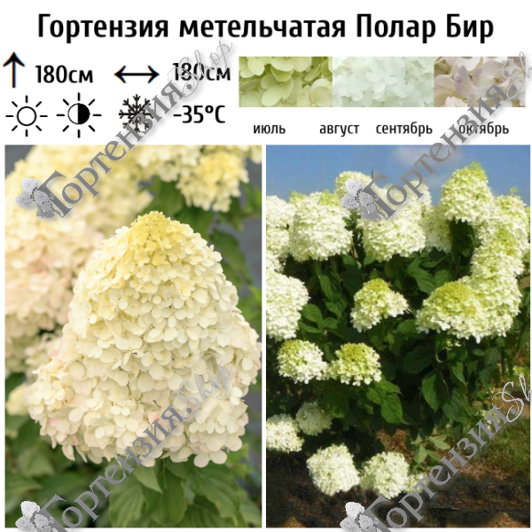 Гортензия метельчатая "Полар Бир"