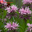 Монарда 
