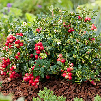 Брусника "Коралл" 