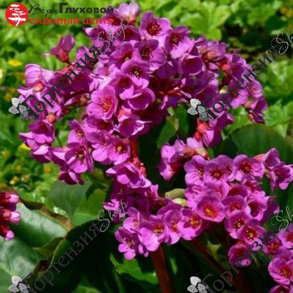 Бадан сердцелистный "Ротблюм"