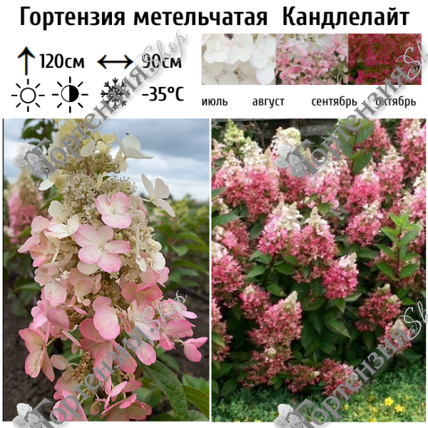 Гортензия метельчатая Канделайт