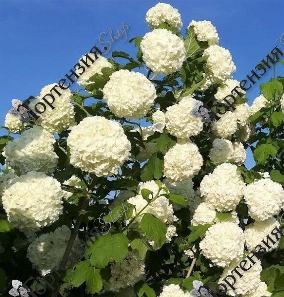 Калина обыкновенная "Розеум"