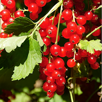 Смородина красная "Сахарная" 