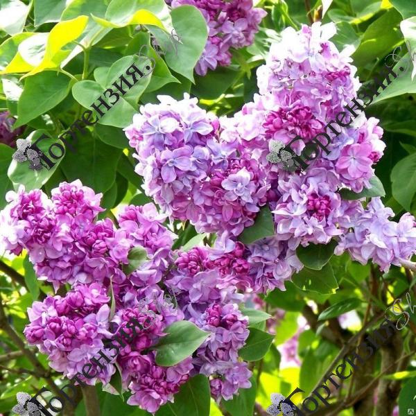 Сирень обыкновенная "Катерина Хавемейер"