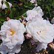Роза полиантовая 
