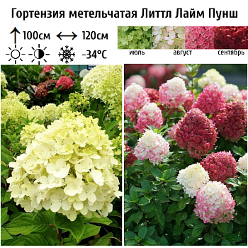 Гортензия метельчатая "Литтл Лайм Пунш" 