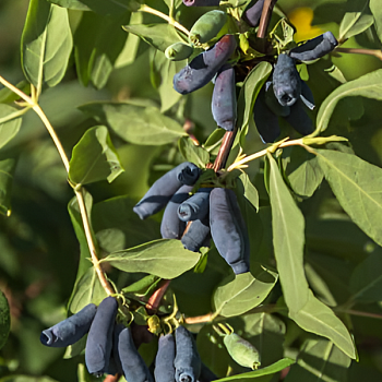 Жимолость "Мальвина" 