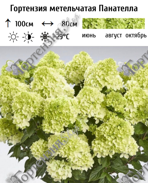 Гортензия метельчатая "Панателла"