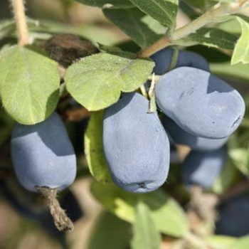 Жимолость "Индиго Джем" 