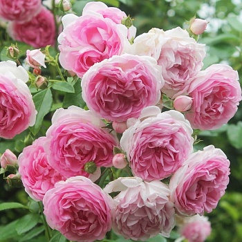 Роза плетистая "Jasmina" 