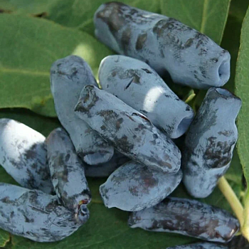 Жимолость "Бакчарская" 