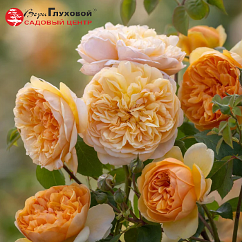 Роза флорибунда Д. Остин "Bring me sunshine" 