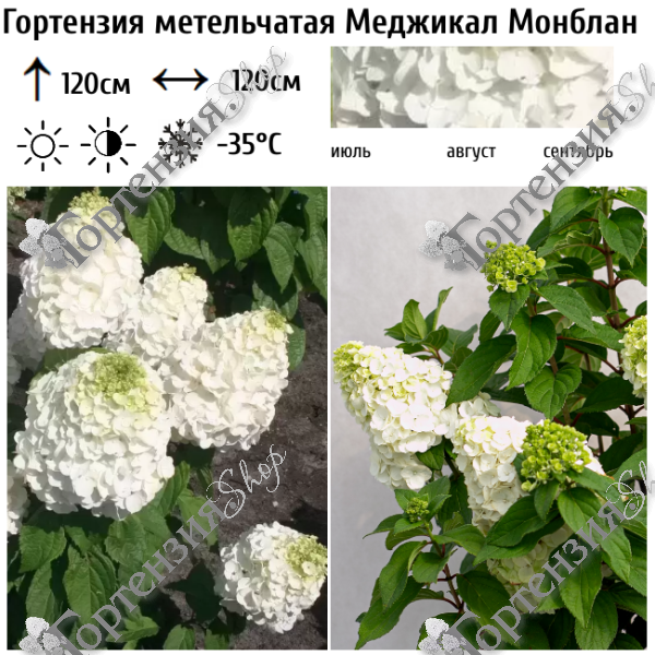 Гортензия метельчатая "Меджикал Монблан"