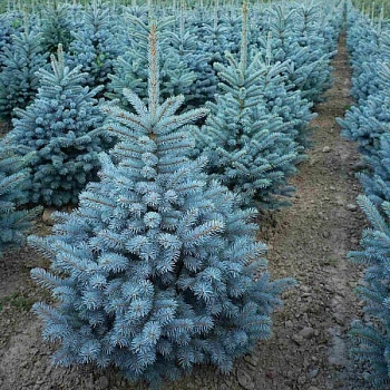 Ель колючая "Супер Блю Сидлинг" 