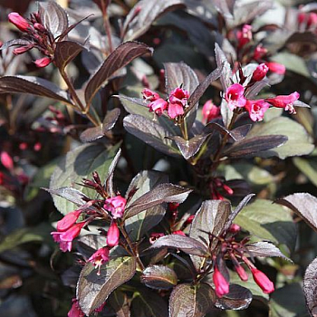 Вейгела цветущая  "Виктория" 
