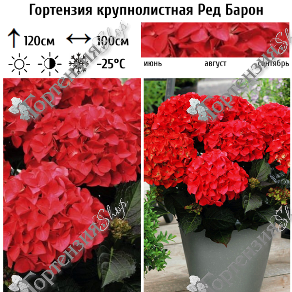 Гортензия крупнолистная "Ред Барон"