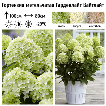 Гортензия метельчатая "Гарденлайт Вайтлайт" 