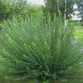 Ива гибрид Шабурова "Маяк-2 (Фейерверк)" 