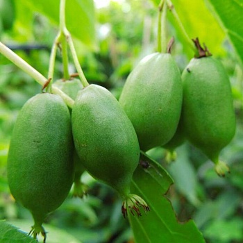 Актинидия аргута "Иссаи" 