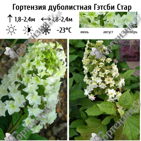 Гортензия дуболистная "Гэтсби Стар"
